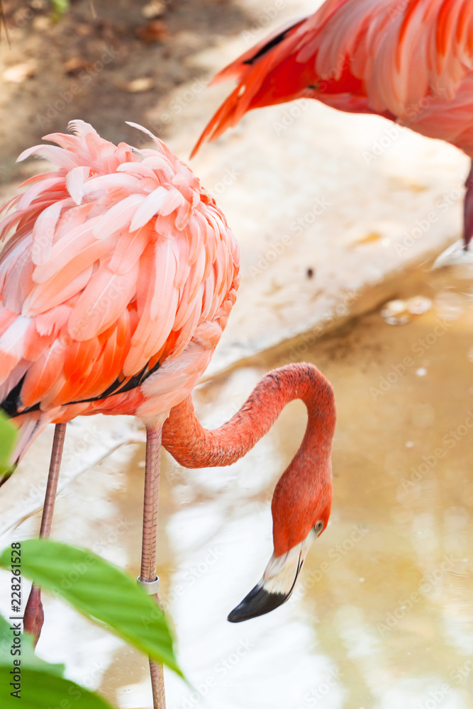 墨西哥野生动物中的粉红色火烈鸟
