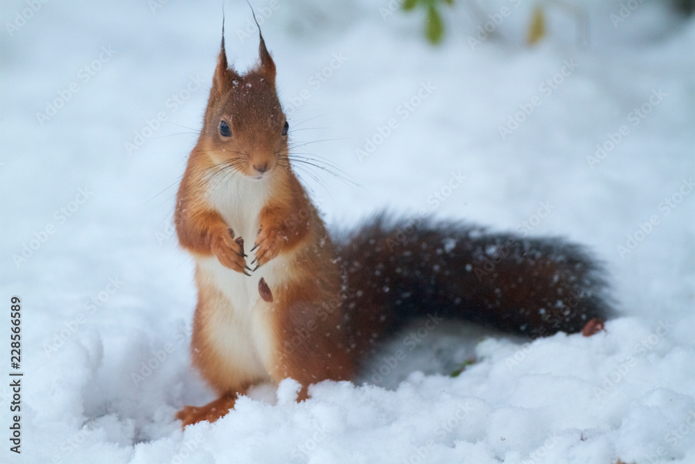红松鼠在雪地里吃榛子。