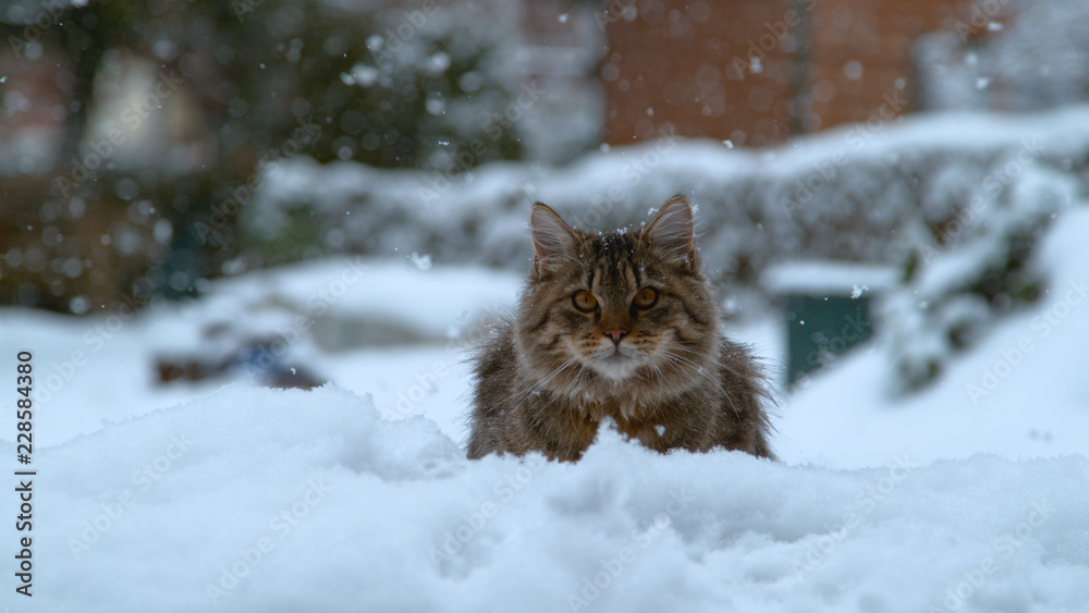 特写：可爱的长毛小猫躺在刚刚落下的粉雪里。