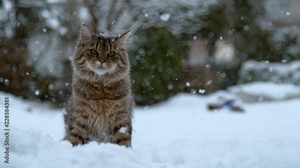 特写：可爱的长毛家猫坐在田园诗般的雪地后院。