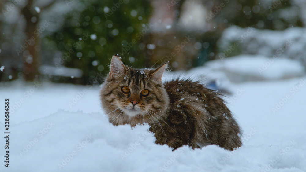 特写：寒冷的冬天，可爱的毛茸茸的小猫躺在白雪皑皑的后院。