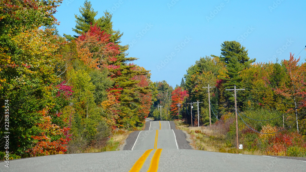 空旷起伏的道路在秋天穿过风景如画的森林，变色。