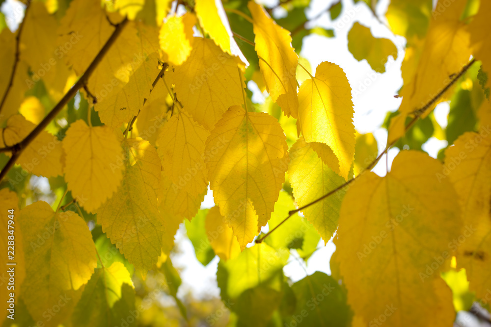秋天开始，叶子发黄，树枝上的叶子发黄