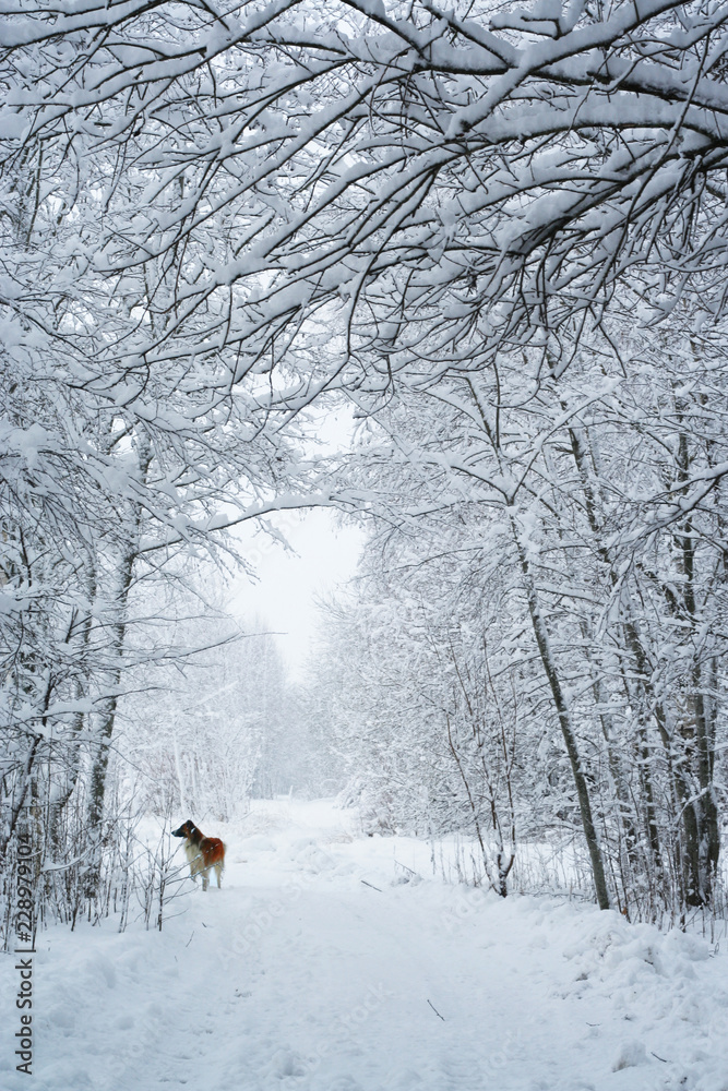 神奇的冬季仙境景观，远处有霜光秃秃的树木和一条狗