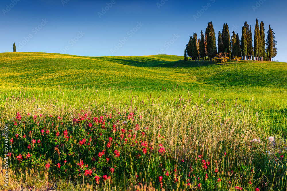 欧洲意大利锡耶纳附近美丽的托斯卡纳柏树景观