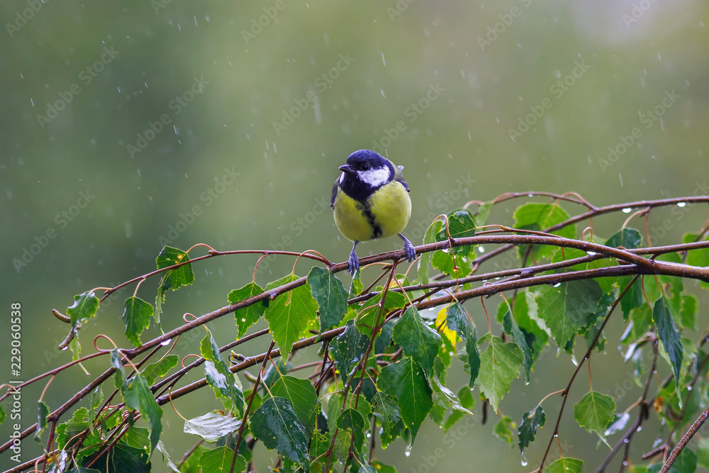 秋天公园里的冷雨里，一只滑稽的小鸟坐在桦树树枝上