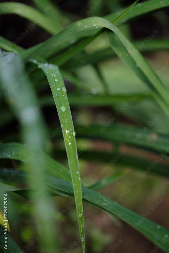 close view at a leaf of grass with waterdroplets on it