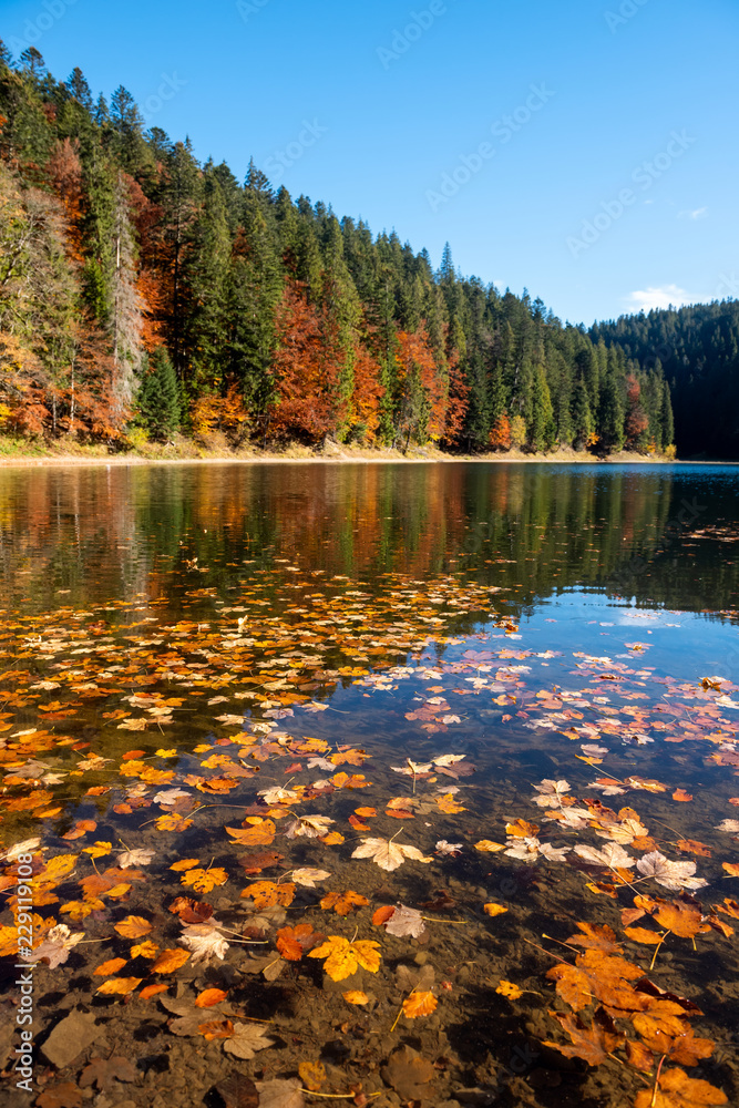 湖中完美的秋树倒影