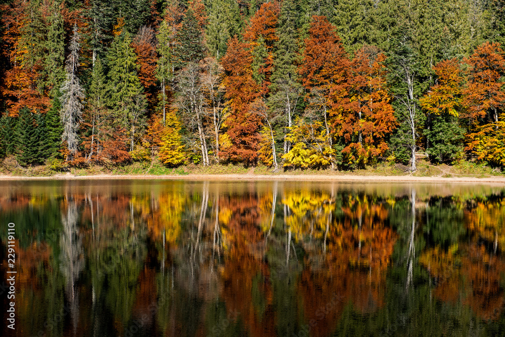 湖中完美的秋树倒影