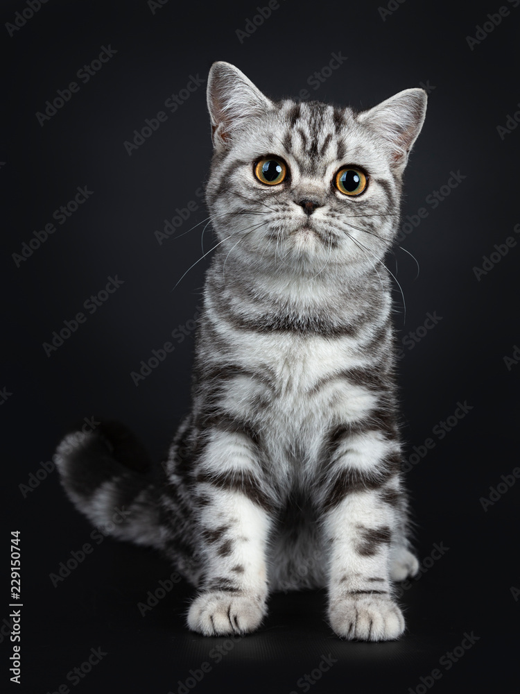 Excellent marked black silver tabby blotched British Shorthair cat kitten, sitting front view lookin