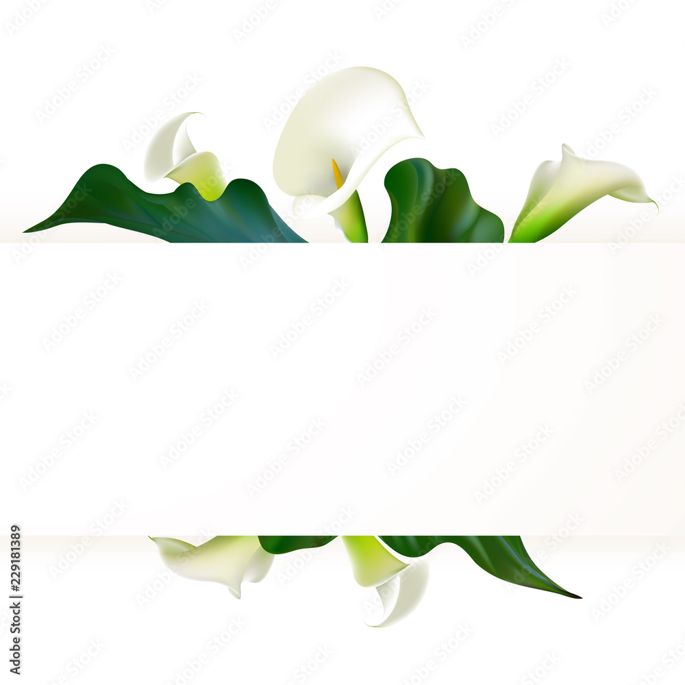 花朵背景。卡拉斯。花朵。花瓣。边界。绿叶。花朵图案。白色。
