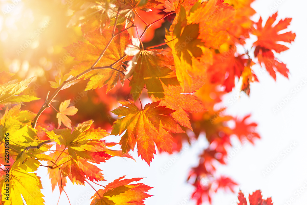 秋天的树叶，秋天模糊的背景，树下的景色，在太阳耀斑和b的映衬下仰望天空