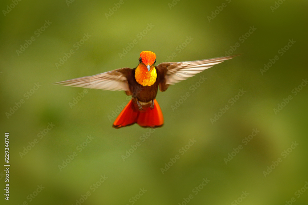 红黄色红宝石黄玉色蜂鸟，金盏花蚊子，张开翅膀飞行，正面看起来
