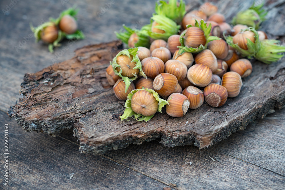 新鲜采摘的整颗榛子堆在树皮上，背景是两颗坚果