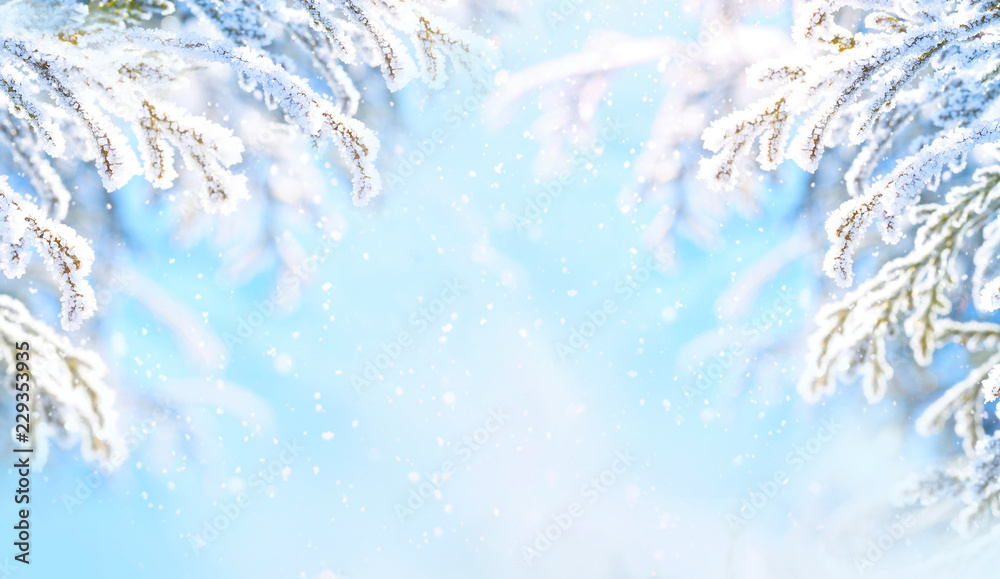 冬季圣诞节风景背景与复制空间。云杉树枝覆盖的雪地景观