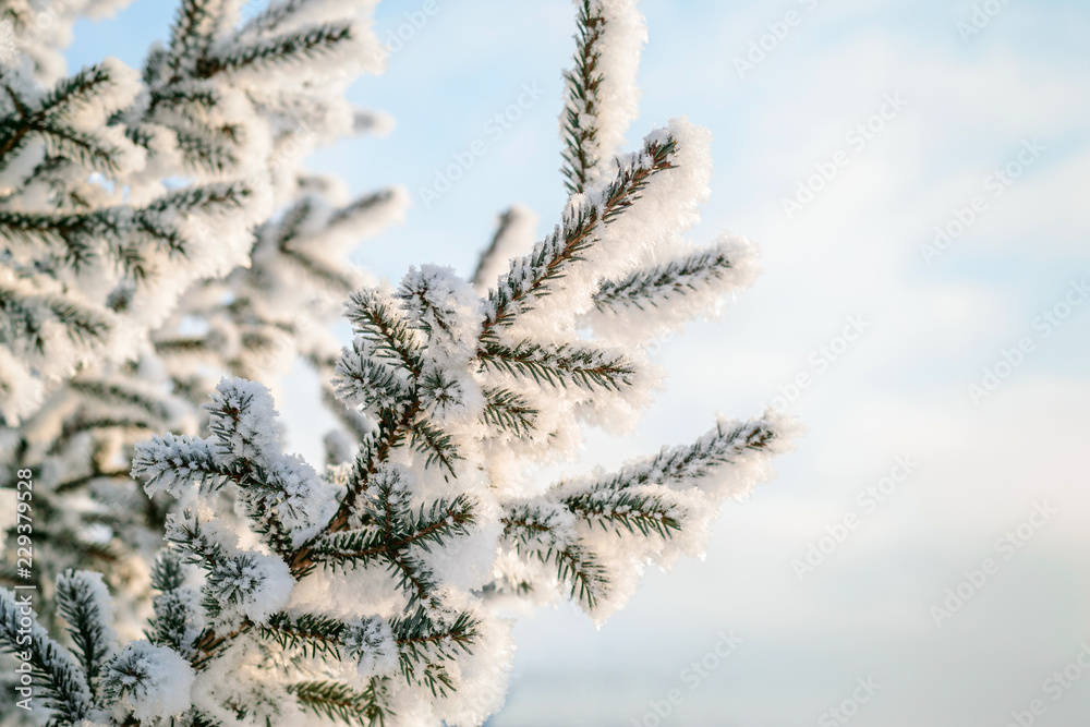 蓝色的冬季背景。白霜和雪中的天然针叶树枝