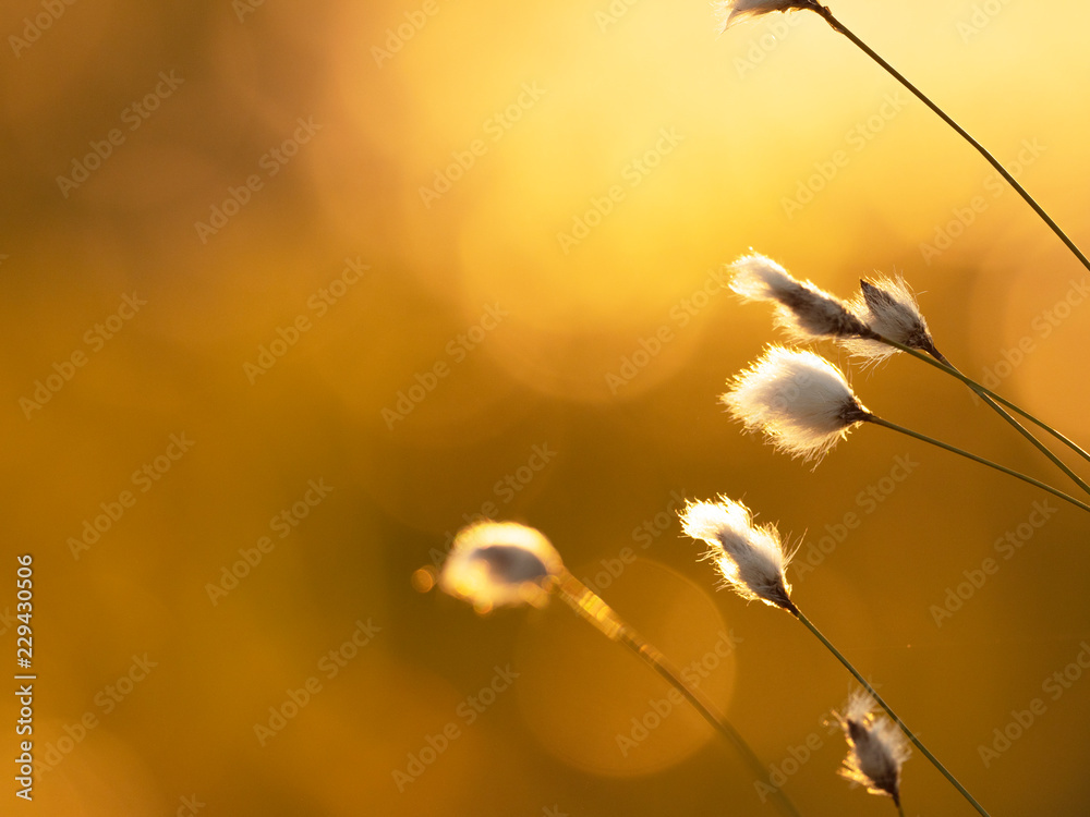 傍晚阳光下的棉花草。自然背景。