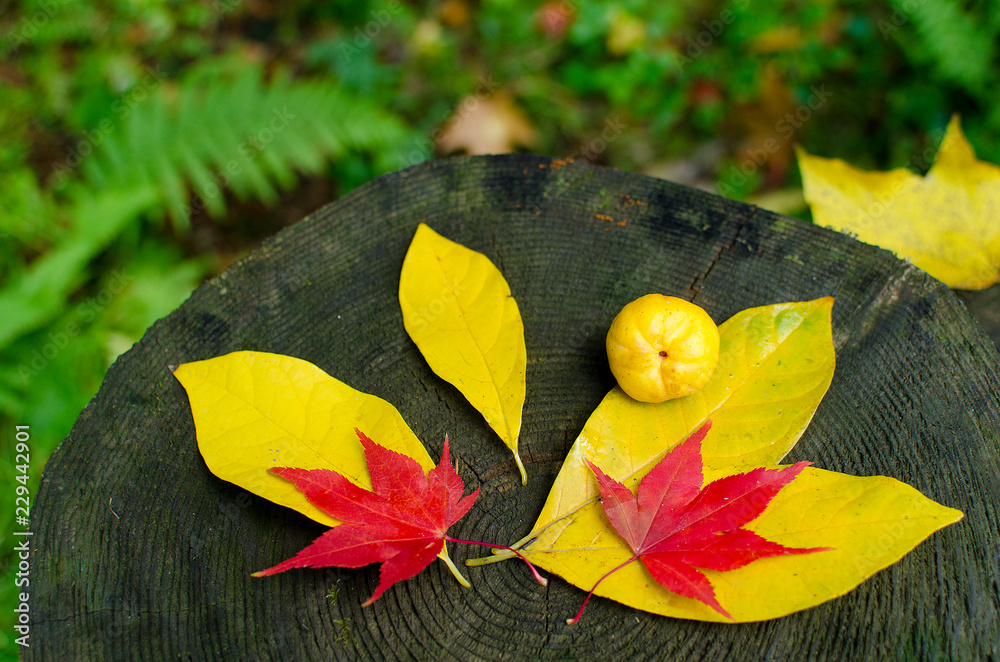 artistic yellow and red maple leaves on wood in the forest
