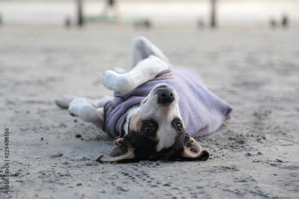 沙滩犬