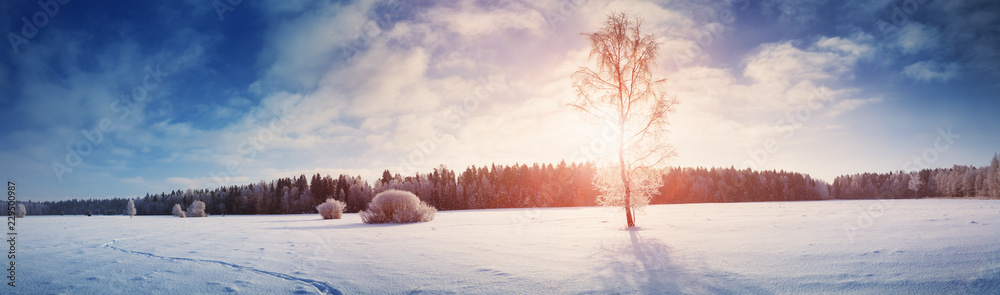 降雪中清晨的冬季景观中的美丽树木