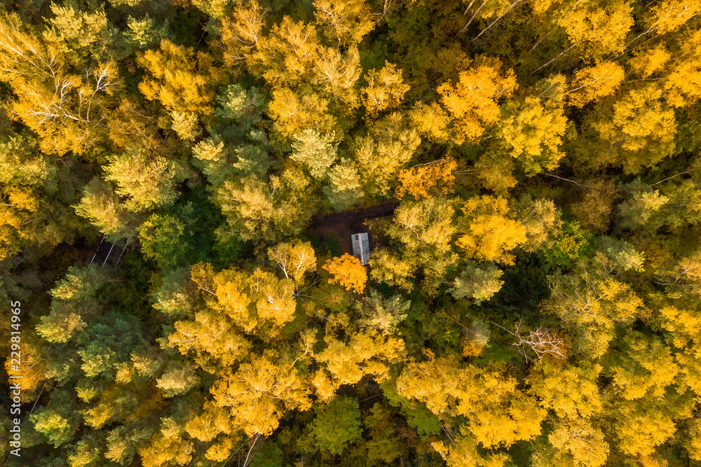 鸟瞰图。秋天落叶林的正上方。橡树和桦树林的俯视图