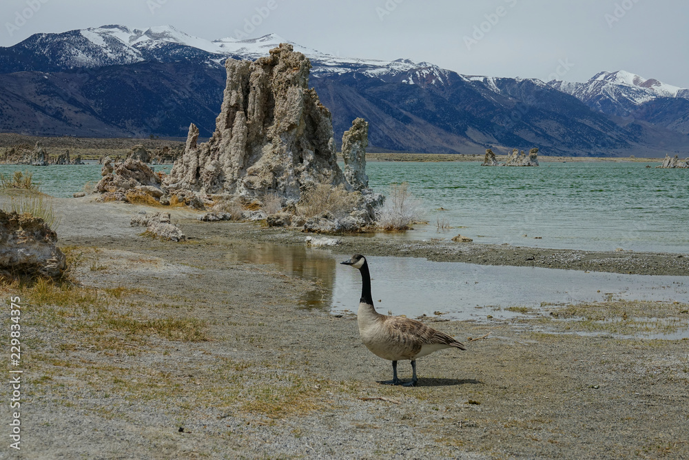特写：大型成年鸟类沿着沙漠中美丽的莫诺湖行走。
