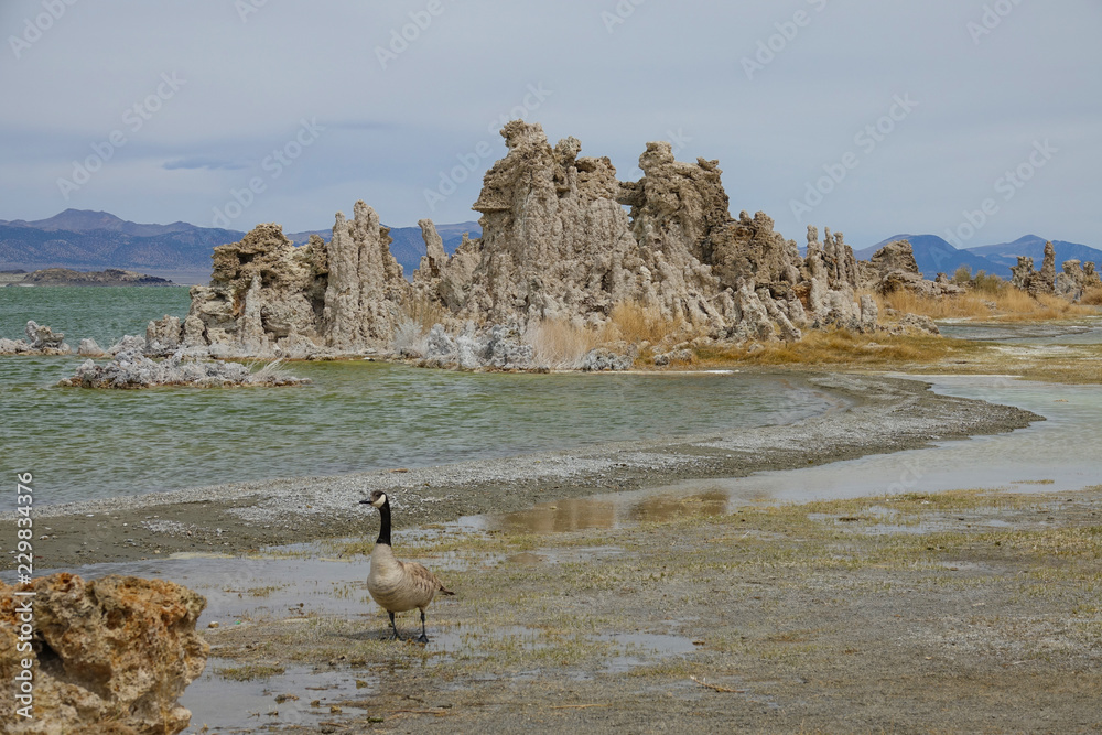 成年鸭子在加利福尼亚州著名的莫诺湖畔漫步。