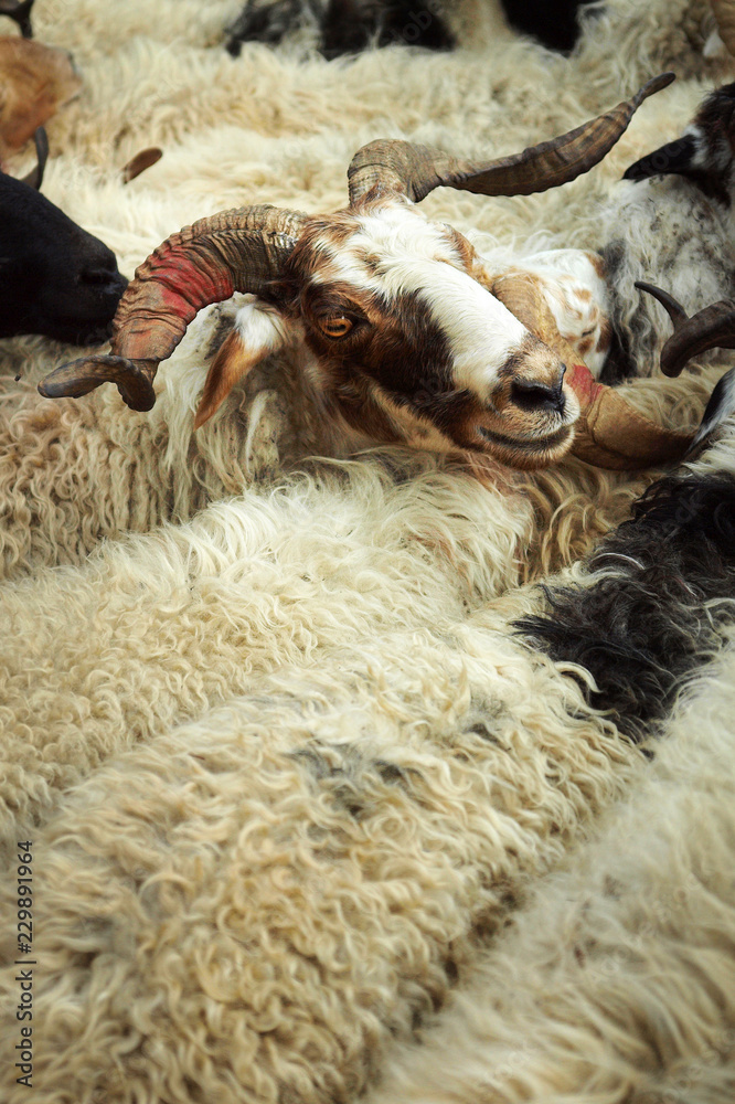 尼泊尔牲畜市场的山羊贸易
