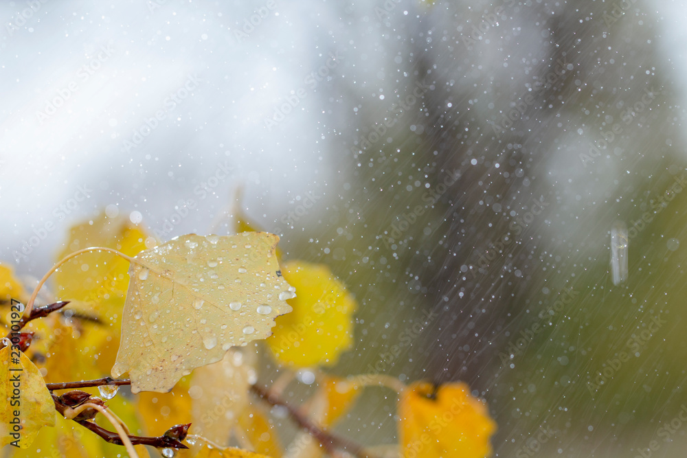 秋天的背景黄橙色的桦树叶子雨滴靠近
