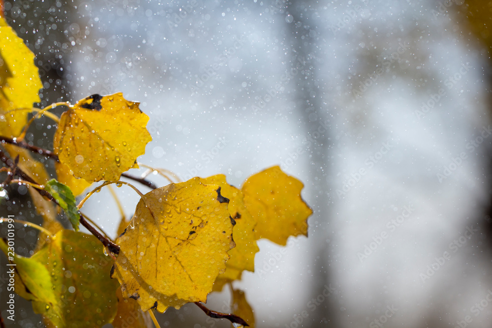秋天的背景黄橙色桦树树叶雨滴特写