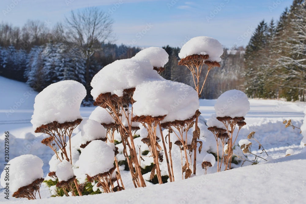 冬天的花园，风景，花莎草被雪覆盖