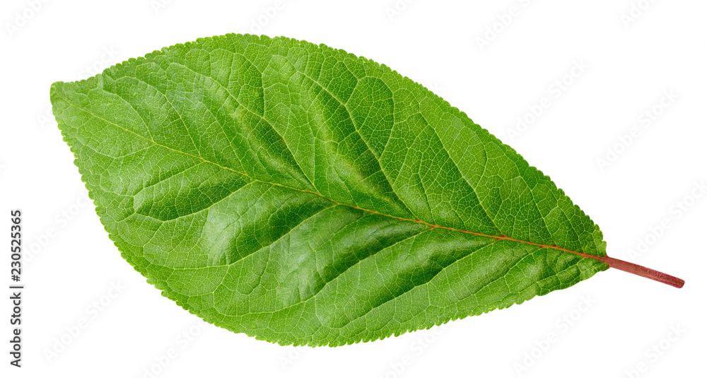 Plum leaf isolated Clipping Path