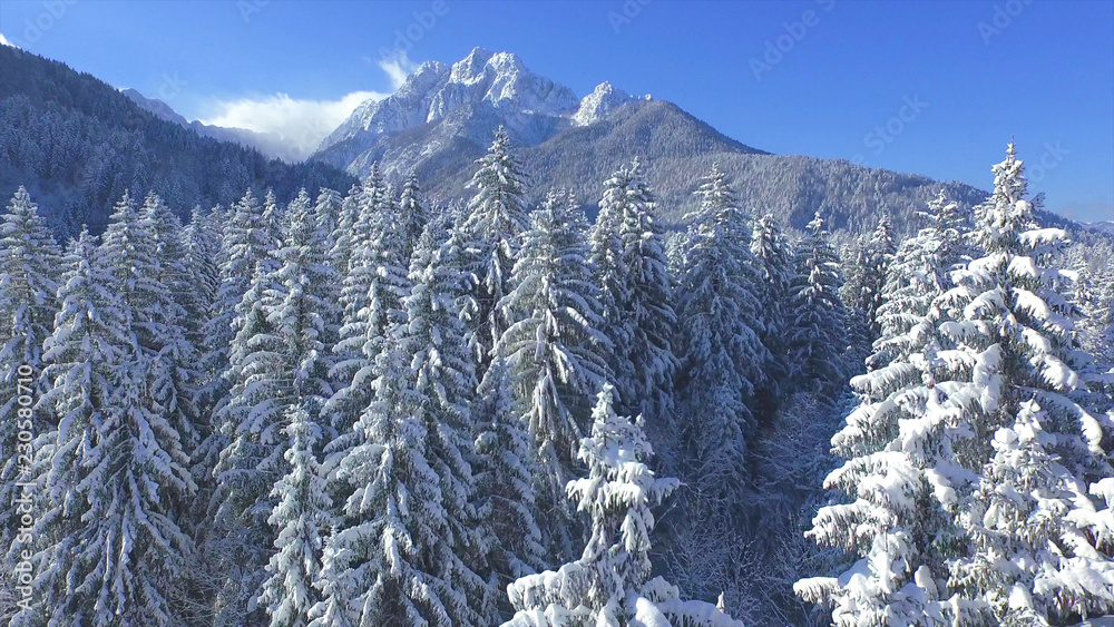 空中飞行：飞越高山下的针叶林白雪皑皑的树梢。