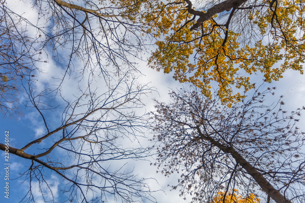 天空背景下树上的秋叶