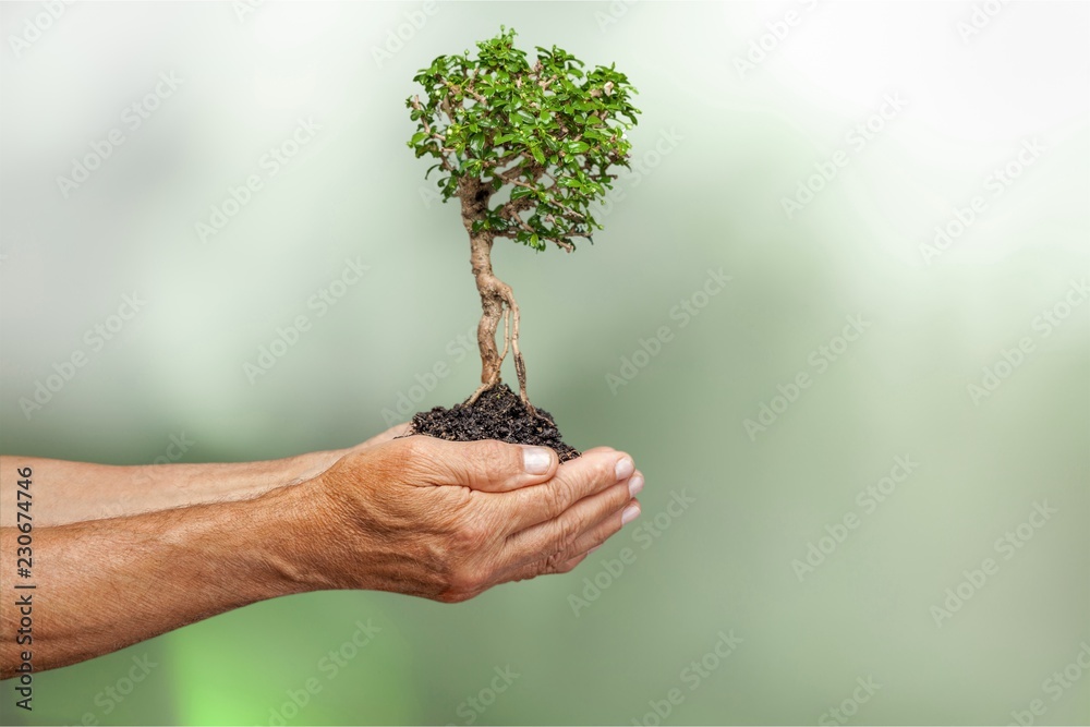 人类的双手在土壤上握住完美生长的树木