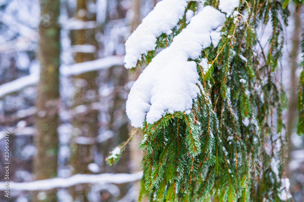 冬季森林雪地上的绿冷杉树枝