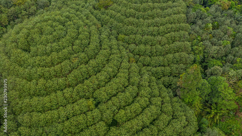 橡胶树森林鸟瞰图，橡胶树和树叶种植园俯视图。