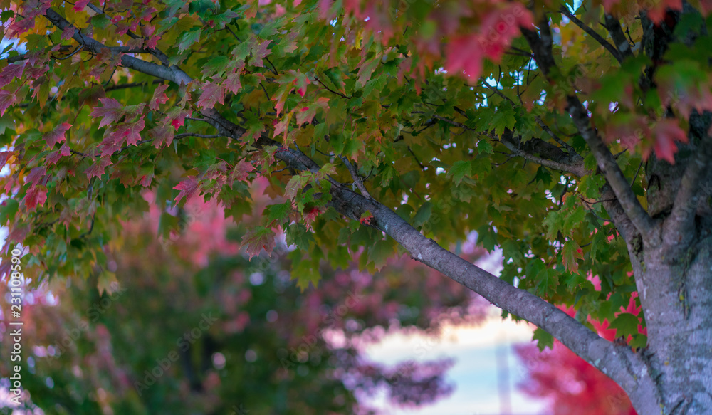 秋日树枝飘落