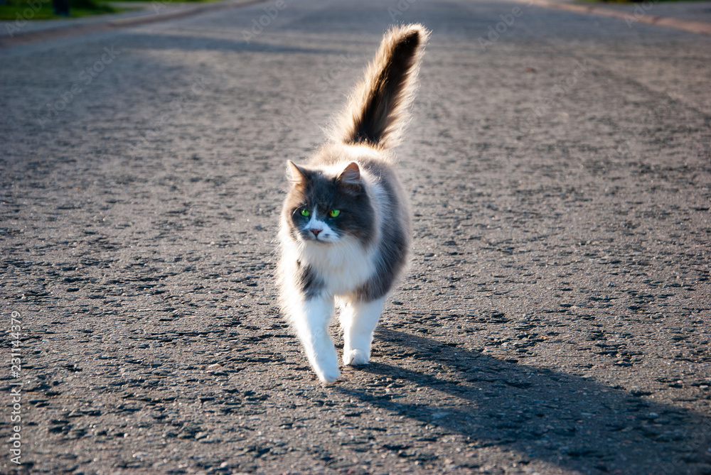 A cat walking towards you