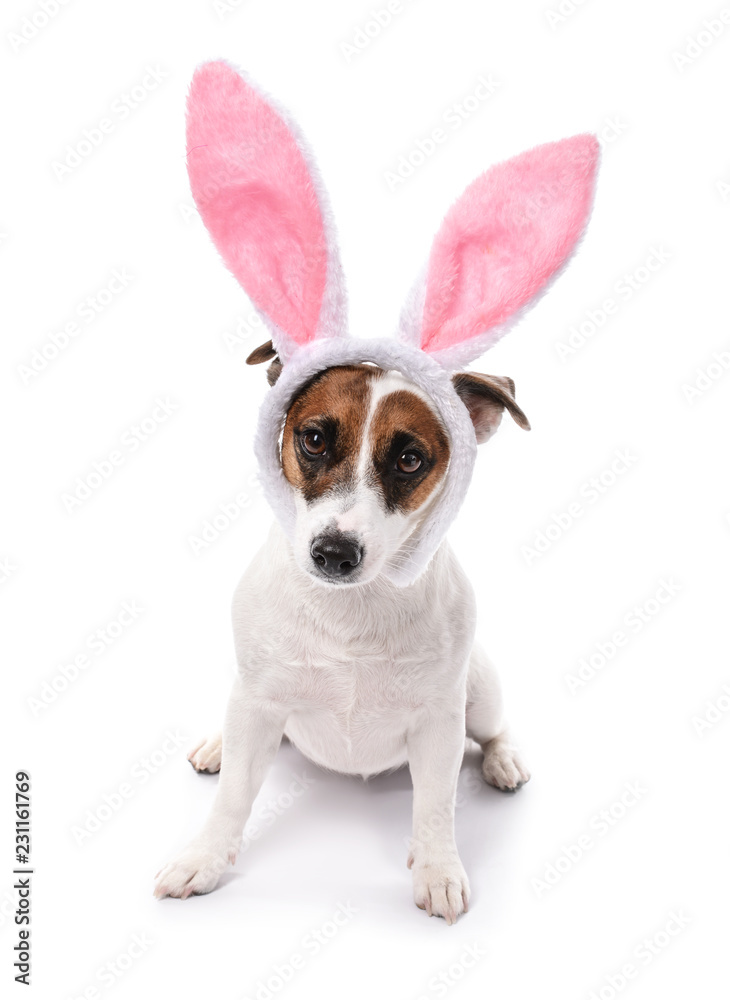 白色背景上有兔子耳朵的可爱有趣的狗
