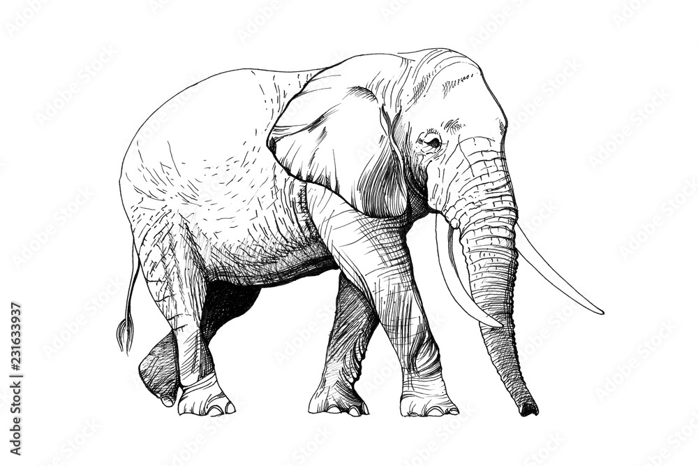 大象手绘插图