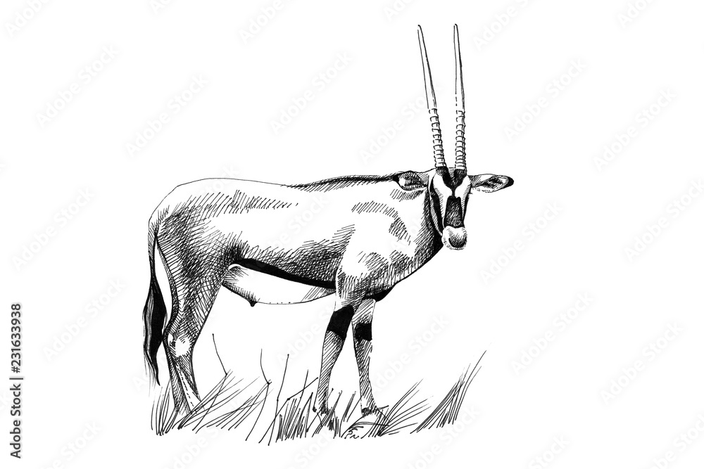 Gemsbok（羚羊）手绘插图