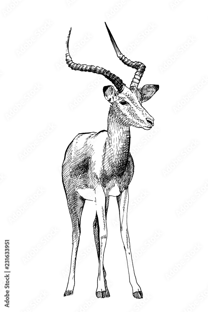 黑斑羚手绘插图