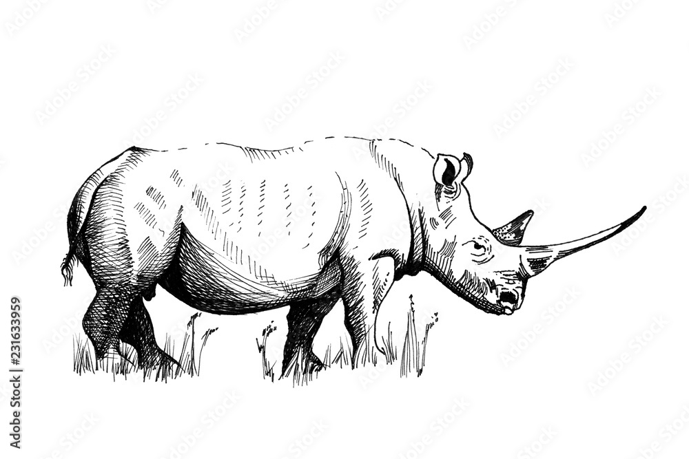 犀牛手绘插图