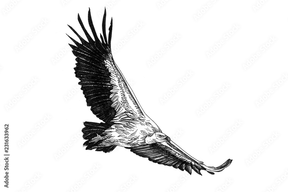 秃鹫手绘插图