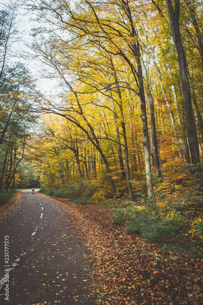 Empty mountain bicycle road in autumn forest (woods). Green and yellow leaves on a trees, fallen lea