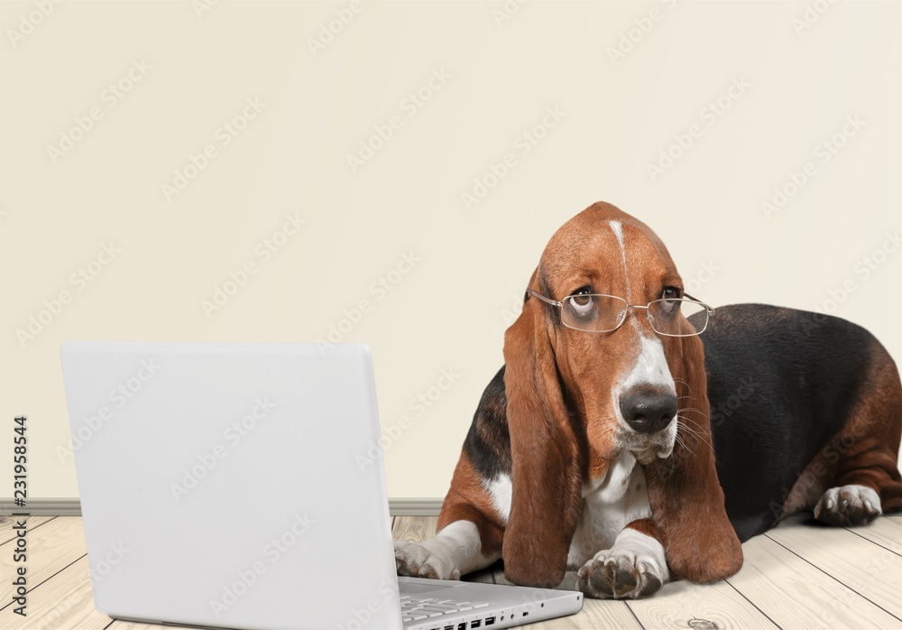 背景是笔记本电脑的巴塞特猎犬