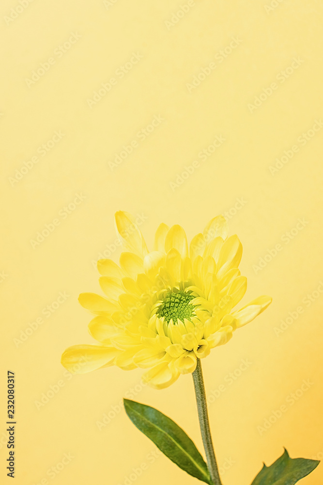 黄底黄菊