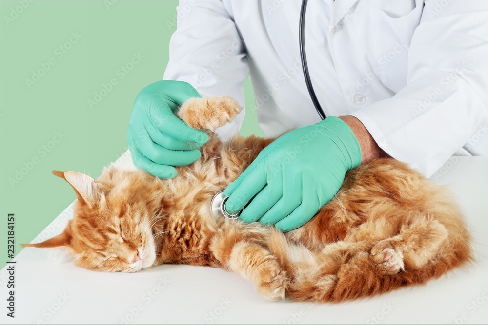 在兽医那里检查的可爱的小红猫，特写