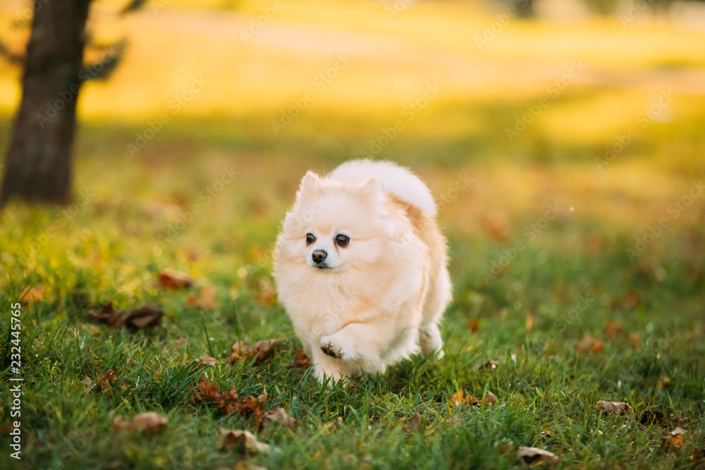 成年白色波美拉尼亚斯皮茨犬在户外秋草漫步